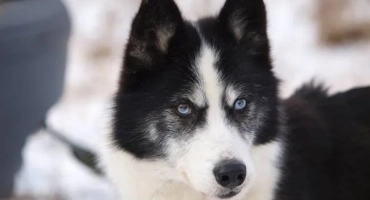 Как да нахраня хъски у дома